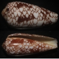 Conus omaria 